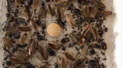 Cockroach glue trap showing dozens of cockroaches caught during a pest control treatment